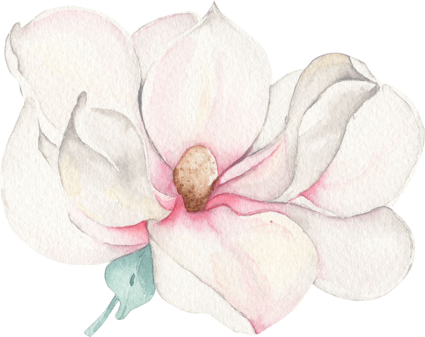 Watercolor White Gentle Magnolia Flower With Leaf